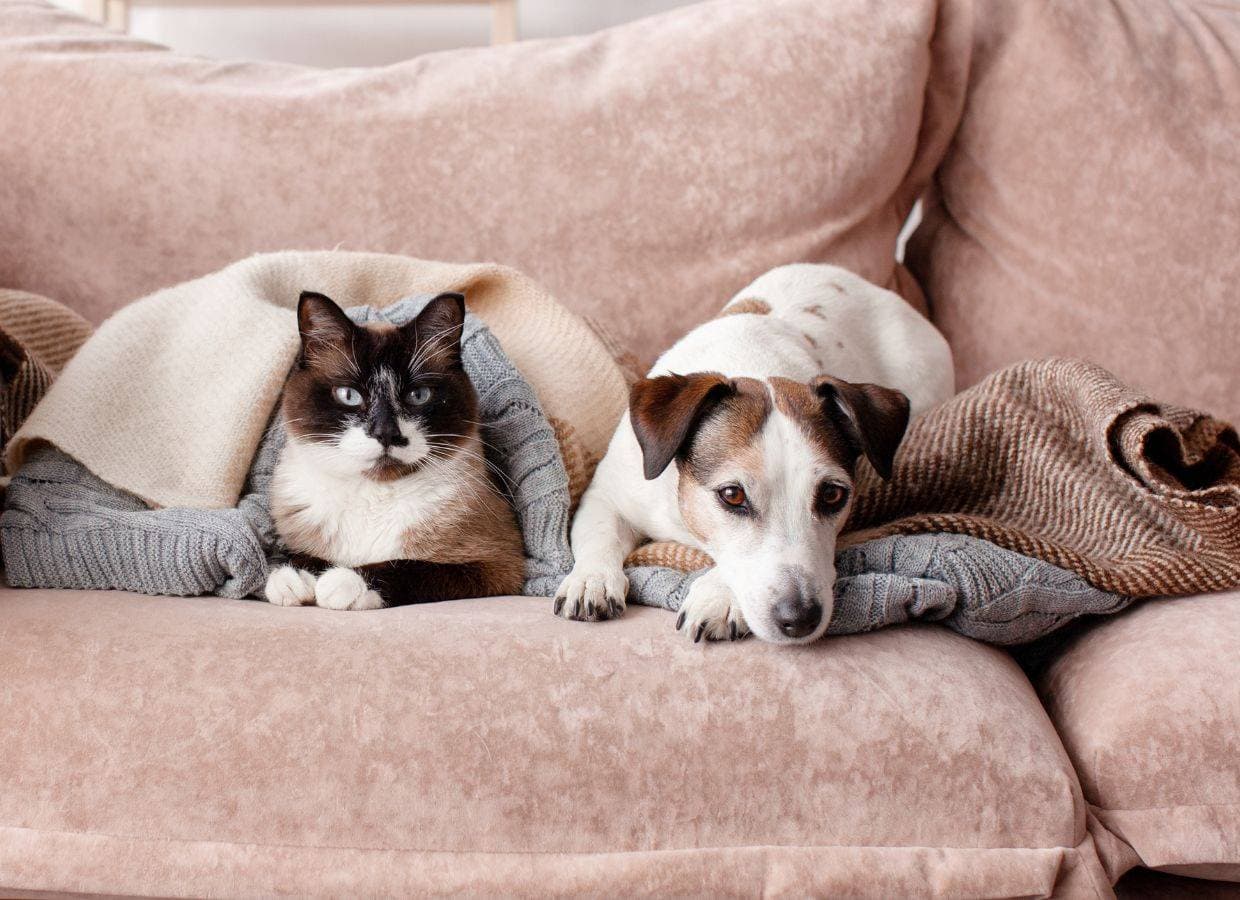 The pet request every tenant can now make