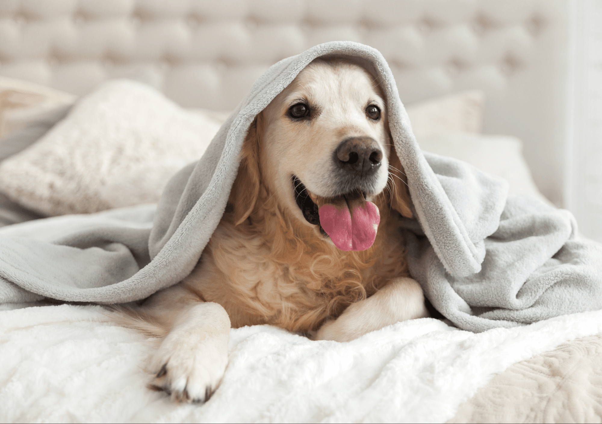 The Pet-Friendly Renter's Handbook: Securing a Home That Welcomes Your Pets