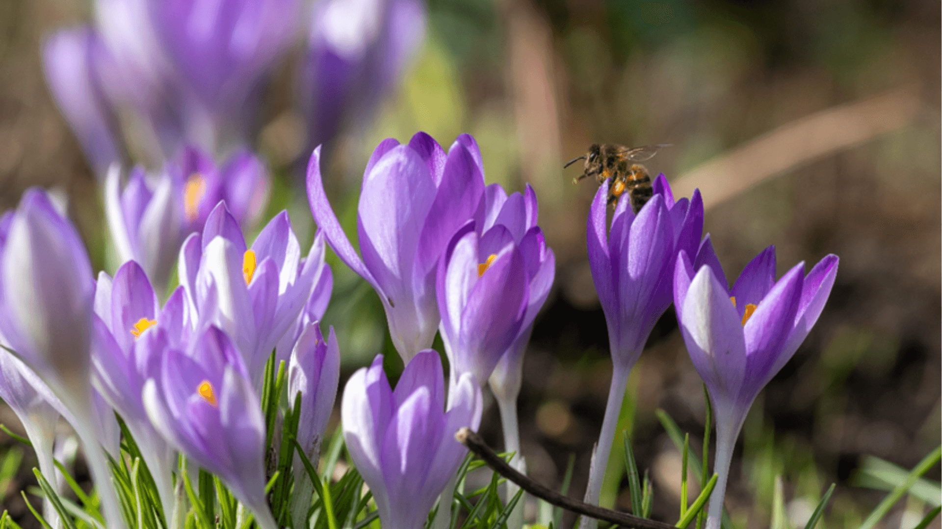 How to Prepare for a Spring Move