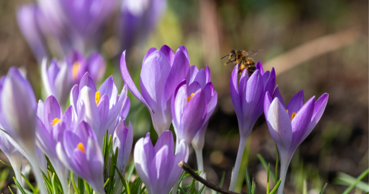 Spring Rental Guide: Expert Tips for Tenants | James Anderson